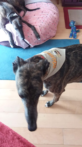 Pet Supply Store «Centinela Feed & Pet Supplies», reviews and photos, 22840 Hawthorne Blvd, Torrance, CA 90505, USA