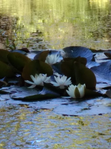 Park «West Hylebos Wetlands Park», reviews and photos, 411 S 348th St, Federal Way, WA 98003, USA