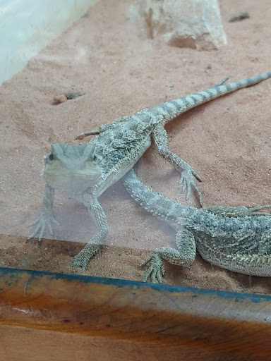 Pet Store «Pets Plus-Reptiles & Exotic», reviews and photos, 421 West Ave, Lockport, NY 14094, USA