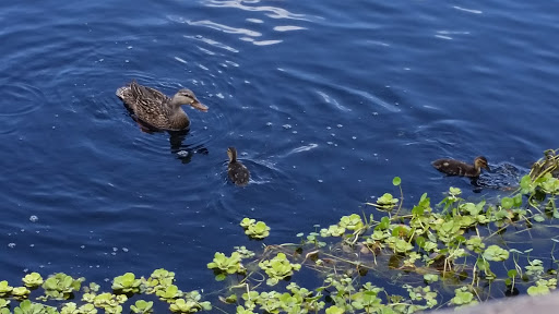 Park «Conservatory Park», reviews and photos, 8027 Conservatory Dr, Sarasota, FL 34243, USA