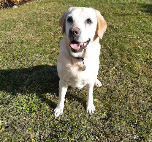 Pensioni per cani e dog hotel a Toelettatura Rotaliana di Remondini Erika