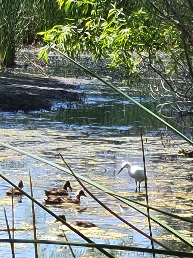 Nature Preserve «Madrona Marsh», reviews and photos, 3201 Plaza del Amo, Torrance, CA 90503, USA