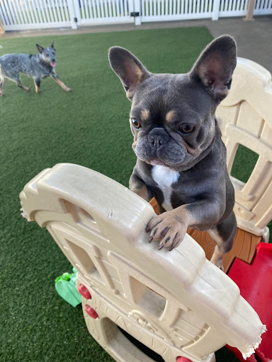 St. Marks Dog Resort image