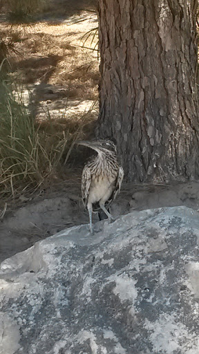 Golf Club «Quarry Pines Golf Club», reviews and photos, 8480 N Continental Links Dr, Tucson, AZ 85743, USA