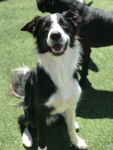 Pet Store «Happy, Clean and Smart», reviews and photos, 5700 W Kilgore Ave, Muncie, IN 47304, USA