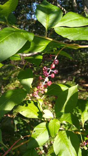 Vineyard «Diamond Hill Vineyards», reviews and photos, 3145 Diamond Hill Rd, Cumberland, RI 02864, USA