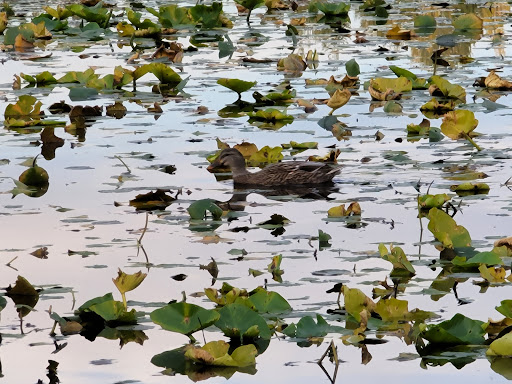 Park «Ferguson Park», reviews and photos, 1330 Ferguson Park Rd, Snohomish, WA 98290, USA