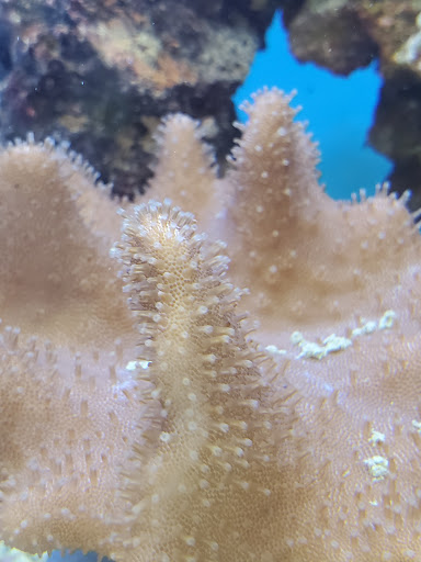 Pet Supply Store «Petco Animal Supplies», reviews and photos, 200 Center Blvd S, Christiana, DE 19702, USA