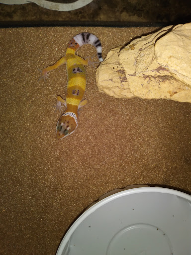 Pet Supply Store «Pet Supermarket, Inc.», reviews and photos, 9294 Kingston Pike, Knoxville, TN 37922, USA