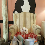 Photo n°1 de l'avis de Roberto.o fait le 16/02/2019 à 23:01 sur le  Di Cane In Gatto - Cat Café à Martignacco