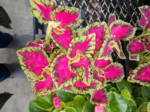 Florist «Pletschers», reviews and photos, 641 Old Hwy 8 SW, New Brighton, MN 55112, USA