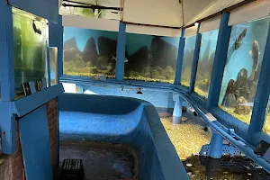 Fowey Aquarium image