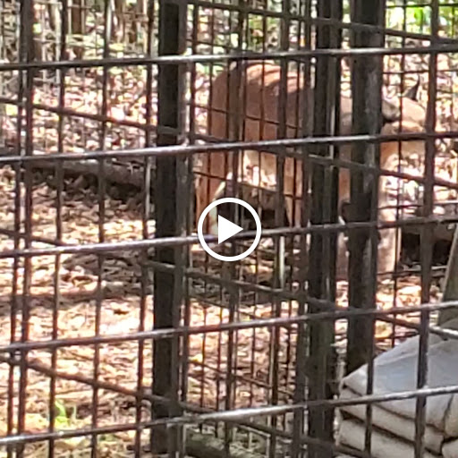 Zoo «Wildlife Wonders», reviews and photos, 2754 Paradise Valley Rd, Cleveland, GA 30528, USA