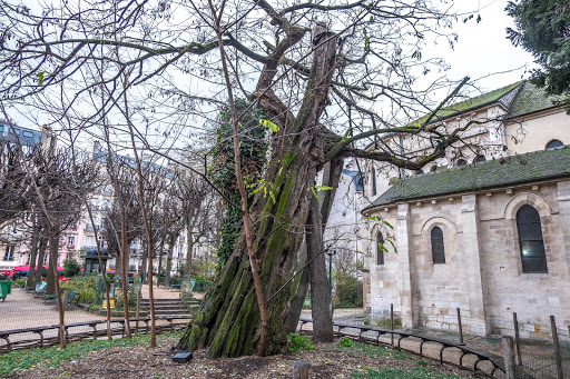 The oldest tree in Paris