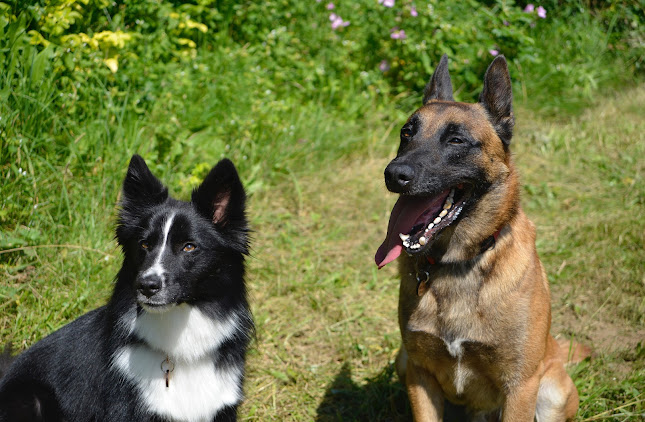 Atout-Flair | Détection canine de punaises de lit