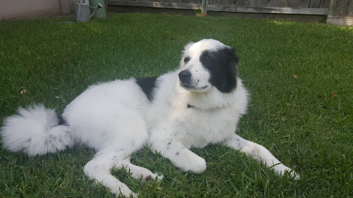 Pet Supply Store «Petco Animal Supplies», reviews and photos, 22511 TX-249, Houston, TX 77070, USA