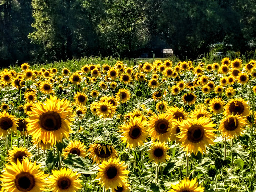 Nature Preserve «DeVries Nature Conservancy», reviews and photos, 2635 N Michigan 52, Owosso, MI 48867, USA