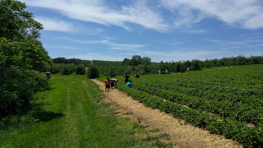 Tourist Attraction «Sunflower Maze», reviews and photos, South St, Middlefield, CT 06455, USA
