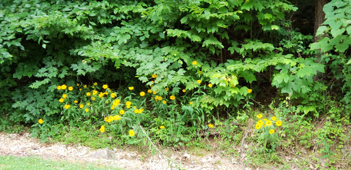 Cabin Rental Agency «Dixieland Cabins», reviews and photos, 1613 Donelson Pkwy, Dover, TN 37058, USA