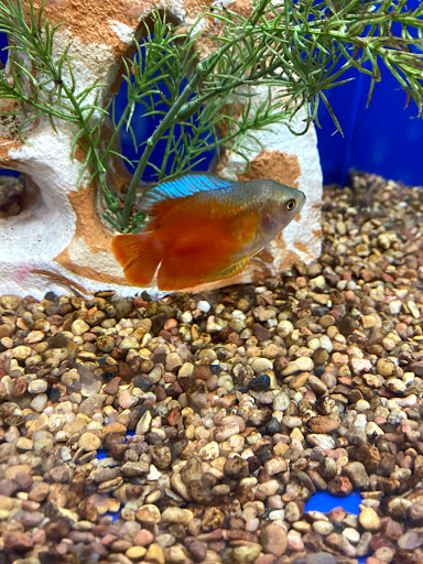 Pet Supply Store «PetSmart», reviews and photos, 24965 Pico Canyon Rd, Stevenson Ranch, CA 91381, USA