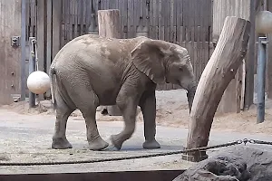 Elefantenhaus im Grünen Zoo image