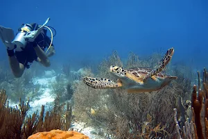 Dive Experience Bonaire image