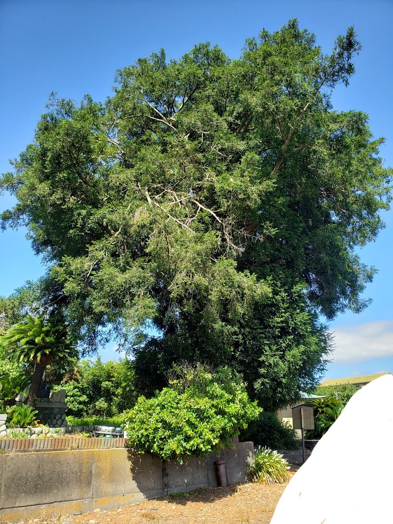 成願寺のカヤの木