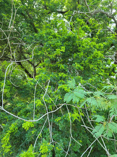 Nature Preserve «McAllen Nature Center», reviews and photos, 4101 U.S. 83 Business, McAllen, TX 78501, USA