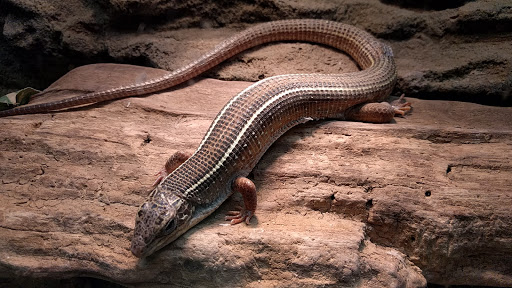 Zoo «The Reptile & Amphibian Discovery Zoo», reviews and photos, 3297 N County Rd 45, Owatonna, MN 55060, USA