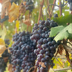 Photo n°4 de l'avis de Camila.e fait le 27/09/2022 à 07:38 sur le  Villa Garassino à Treiso