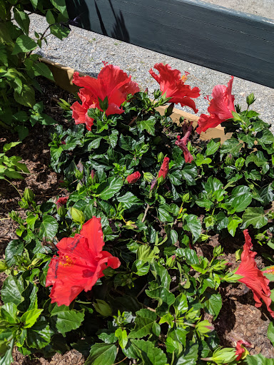Stable «Lawton Stables», reviews and photos, 190 Greenwood Dr, Hilton Head Island, SC 29928, USA