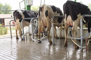 Pak Canadian Dairy Farms. image