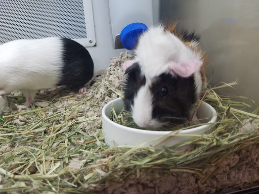 Pet Supply Store «Petco Animal Supplies», reviews and photos, 1215-1309 NJ-33 #1, Hamilton Township, NJ 08690, USA