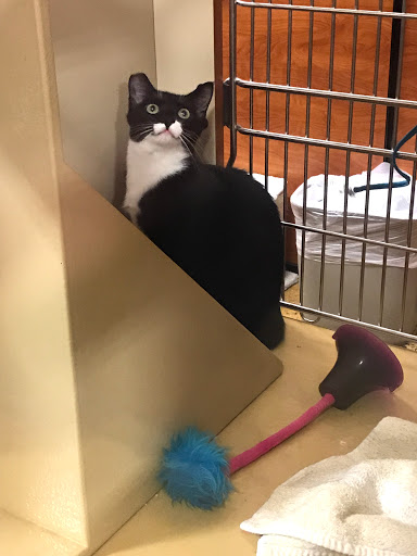 Pet Supply Store «PetSmart», reviews and photos, 10 Hazard Ave, Enfield, CT 06082, USA