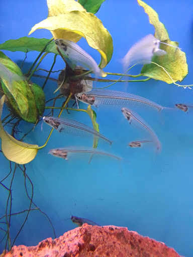 Pet Supply Store «Petco Animal Supplies», reviews and photos, 27111 167th Pl SE #113, Covington, WA 98042, USA