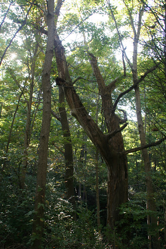 Nature Preserve «Caesar Creek Gorge State Nature Preserve», reviews and photos, 4080 Corwin Rd, Oregonia, OH 45054, USA