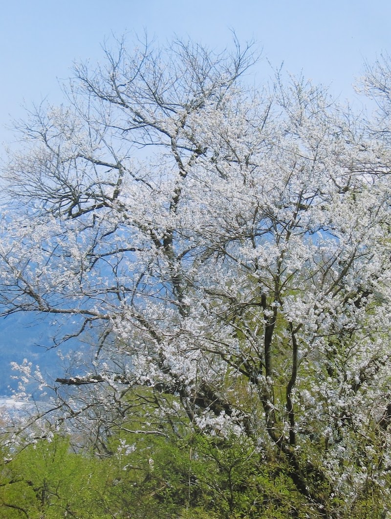 矢戸坂の薄墨桜