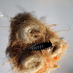 Photo n°1 de l'avis de Federica.e fait le 15/07/2023 à 18:33 sur le  Trattoria Bellavista à La Spezia