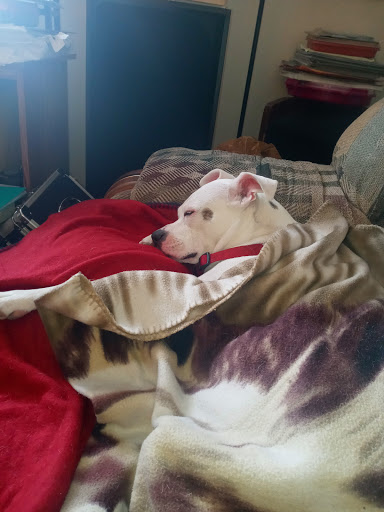 Pet Supply Store «Pet Supplies Plus», reviews and photos, 6030 S Pennsylvania Ave, Lansing, MI 48911, USA