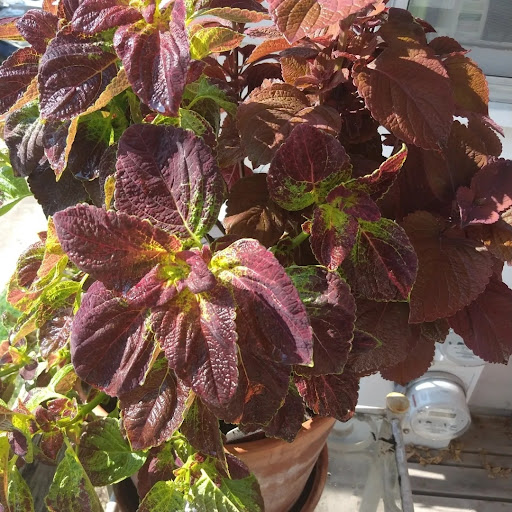 Thrift Store «Second Blessing Thrift Store Inc.», reviews and photos, 2323 Central Ave, Wichita, KS 67214, USA