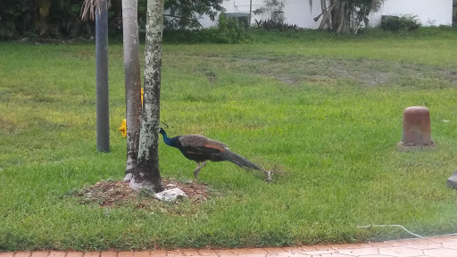 Country Club «Country Club of Miami», reviews and photos, 6801 NW 186th St, Hialeah, FL 33015, USA