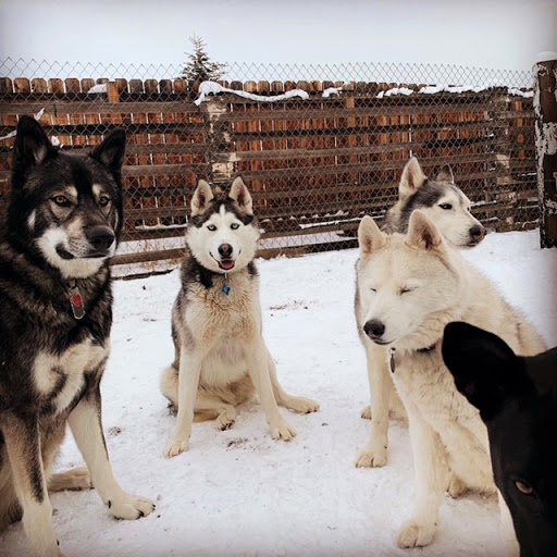 Pet Supply Store «Cold Nose Warm Heart Pet Care, LLC», reviews and photos, 329 US-24, Leadville, CO 80461, USA