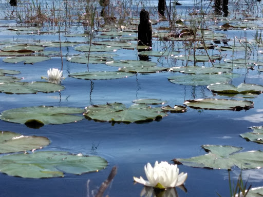 Park «Lake Rogers Park», reviews and photos, 9010 N Mobley Rd, Odessa, FL 33556, USA