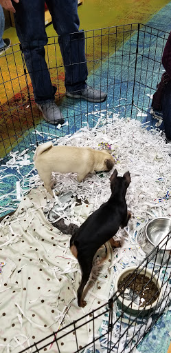 Pet Store «All Pets Club», reviews and photos, 1167 N Colony Rd, Wallingford, CT 06492, USA