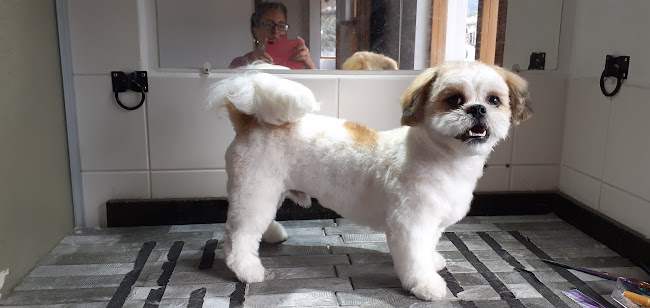 Lili professional pet groomer - Quito