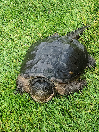 Golf Club «Fellows Creek Golf Course», reviews and photos, 2936 S Lotz Rd, Canton, MI 48188, USA