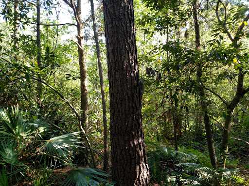 Zoo «Jacksonville Zoo and Gardens», reviews and photos, 370 Zoo Pkwy, Jacksonville, FL 32218, USA