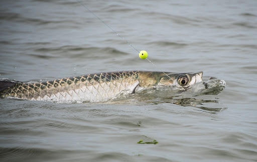 Fishing Charter «Carolina Guide Service - Fishing Charters», reviews and photos, 169 Windover Dr, Pawleys Island, SC 29585, USA