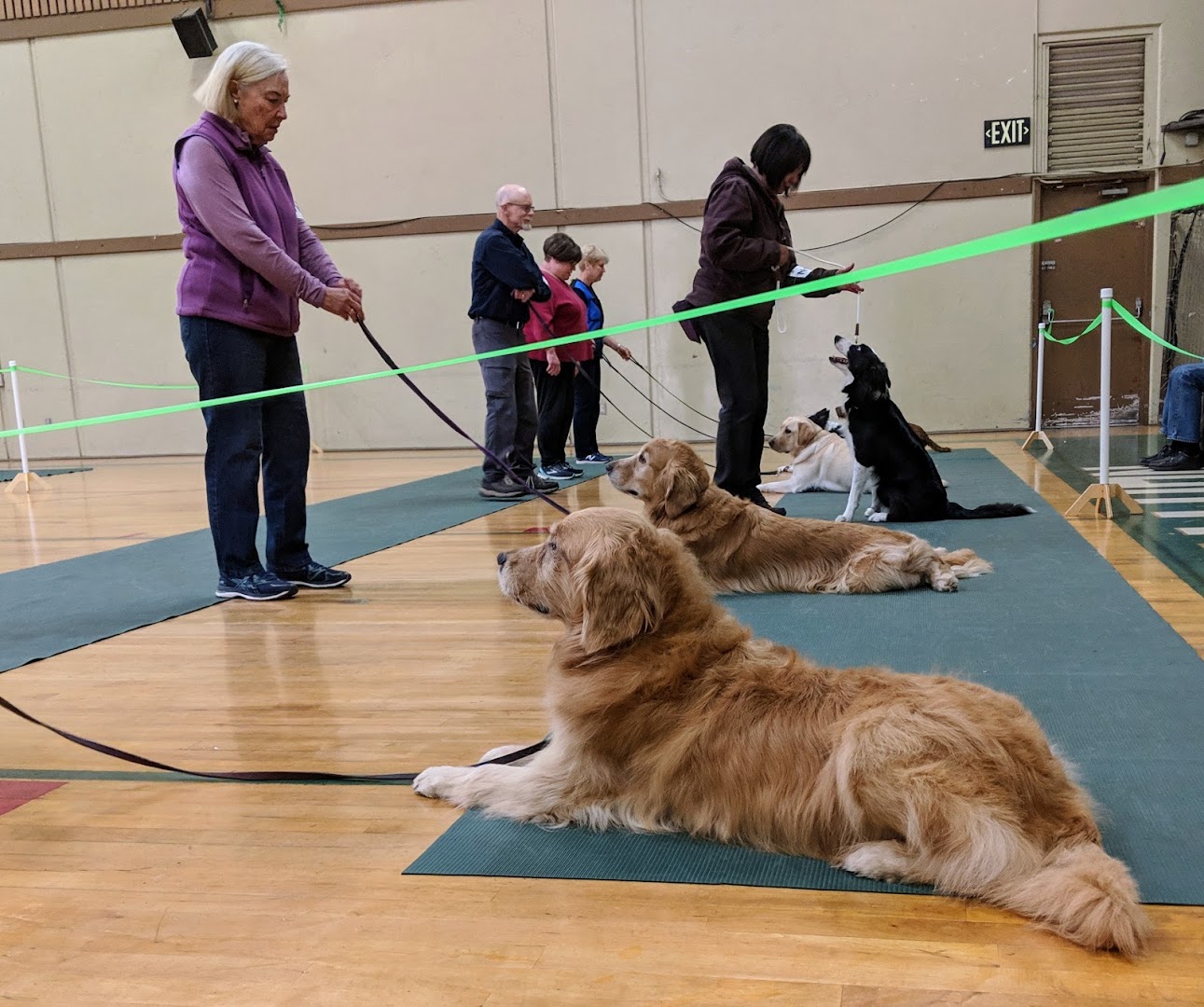 Salinas Valley Dog Training Club