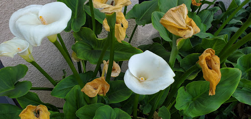 Clothing Store «Bellasposa Bridal & Photography», reviews and photos, 11450 E 4th St #103, Rancho Cucamonga, CA 91730, USA